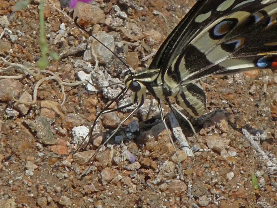 B0000457.jpg