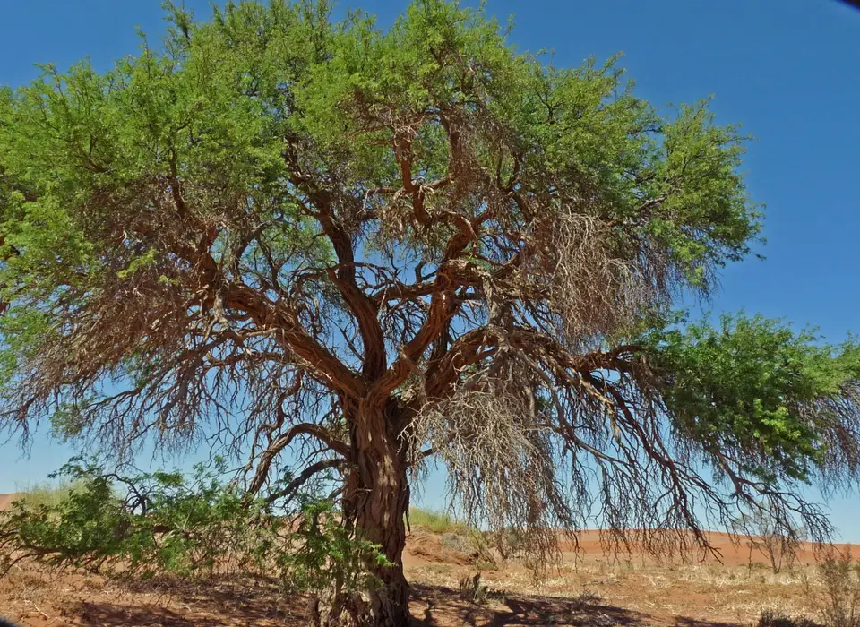B0000521.jpg