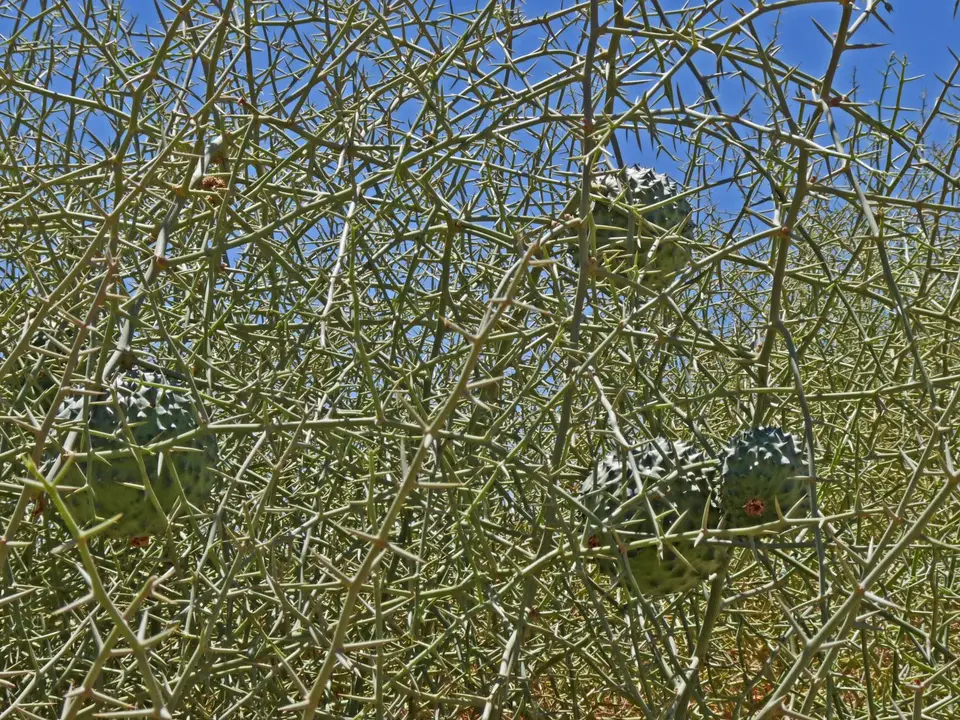 B0000529.jpg