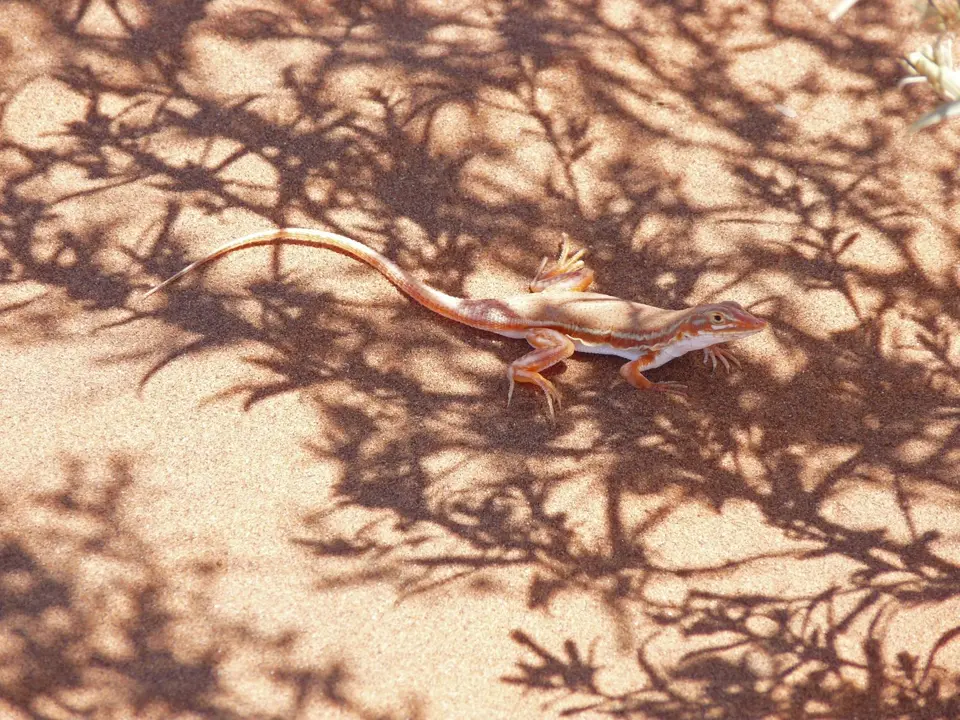 B0000533.jpg