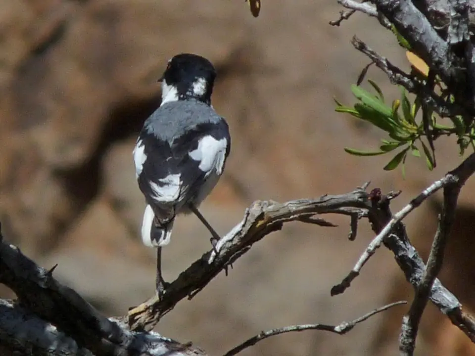 B0000597.jpg