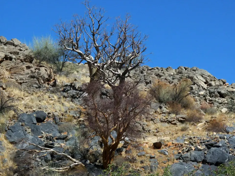 B0000606.jpg