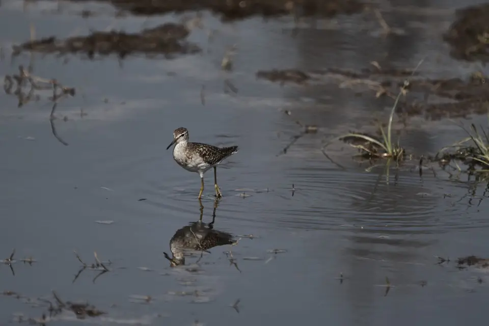 BruchwasserläuferWoodSandpiper.jpg