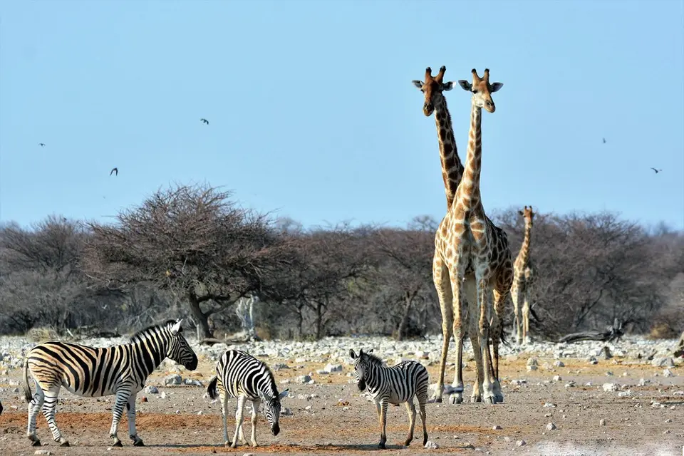 GiraffemitzweiKöpfen.jpg