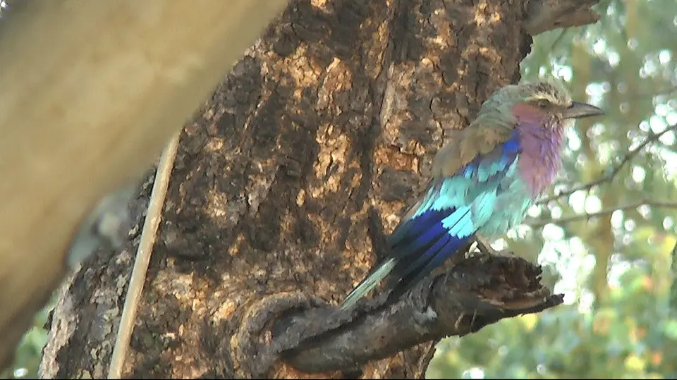 LilacBreastedRoller.jpg