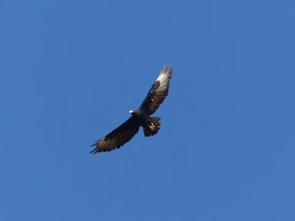 MattesFelsenadler.jpg
