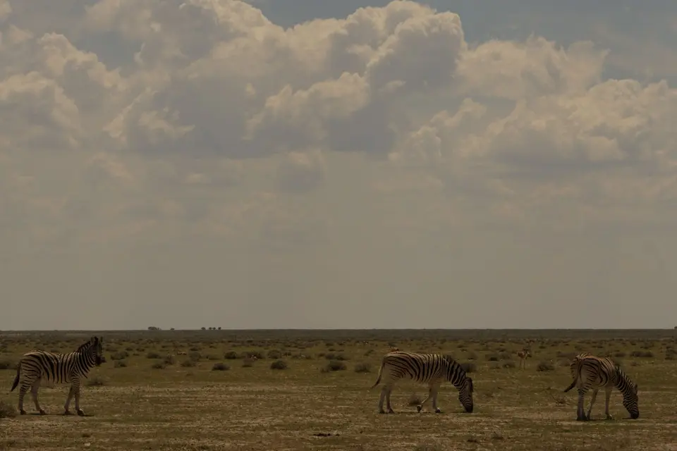 Zebras-2.JPG