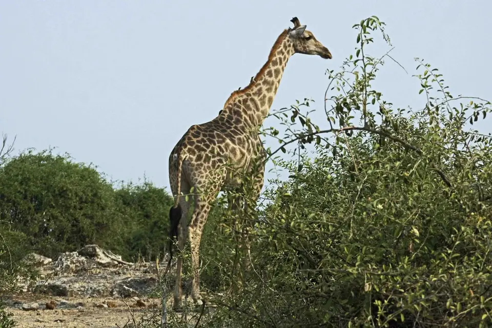 h3263d03.jpg