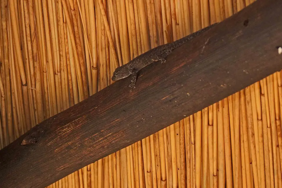h365e86c.JPG