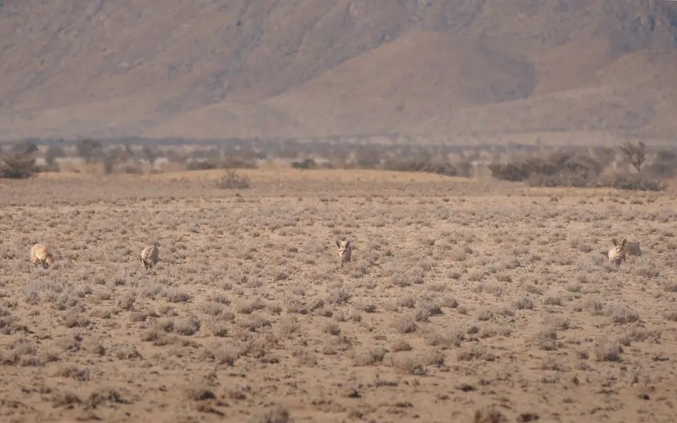 3-DesertCamp4.jpg