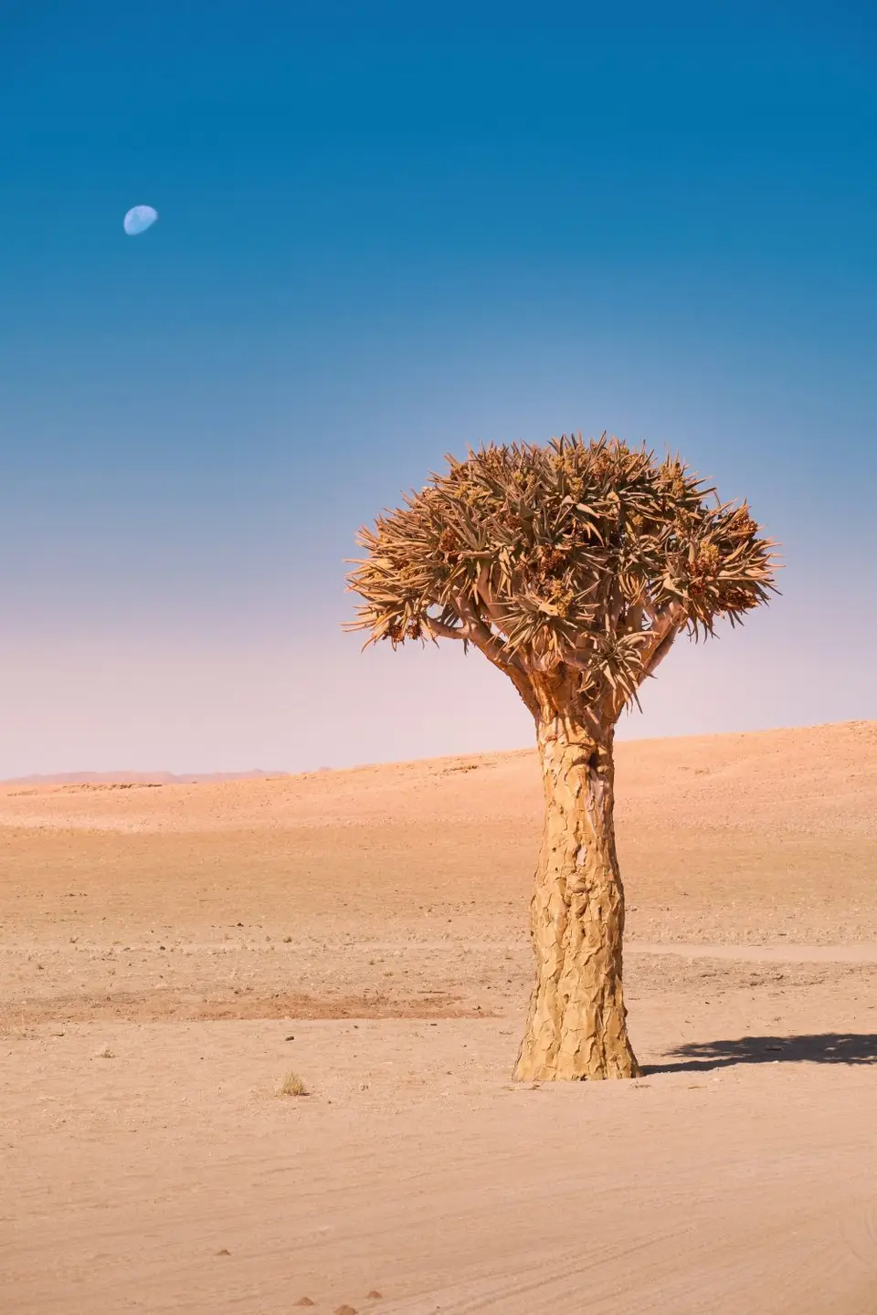 4-Bushmans02.jpg