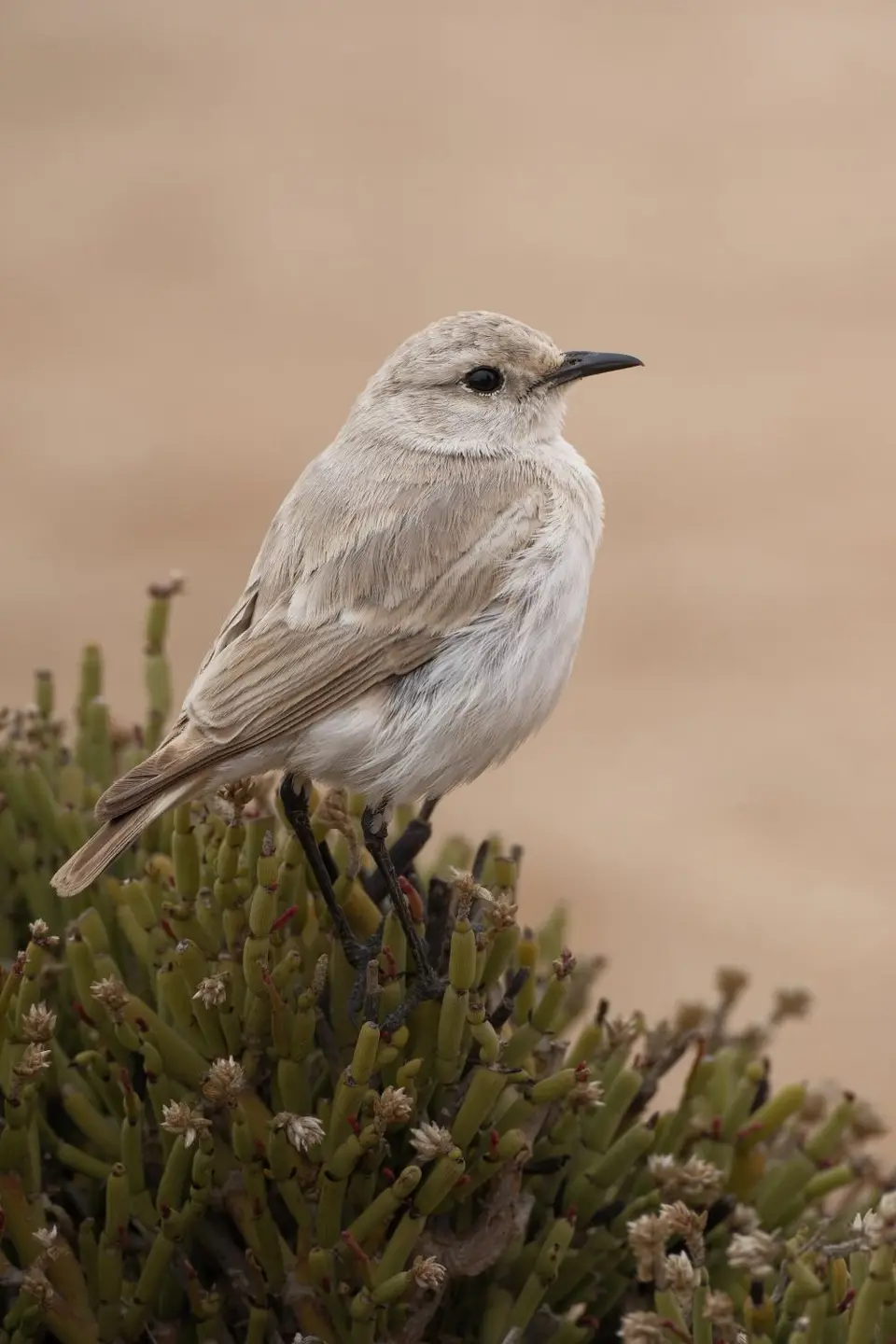 5-Swakopmund09.jpg