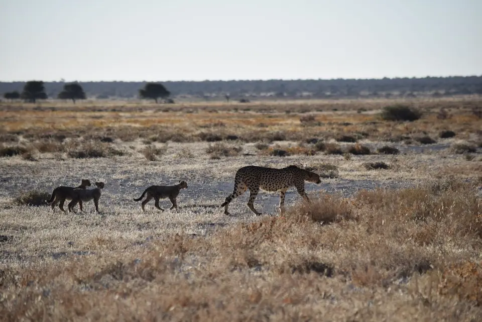 Etosha1.JPG