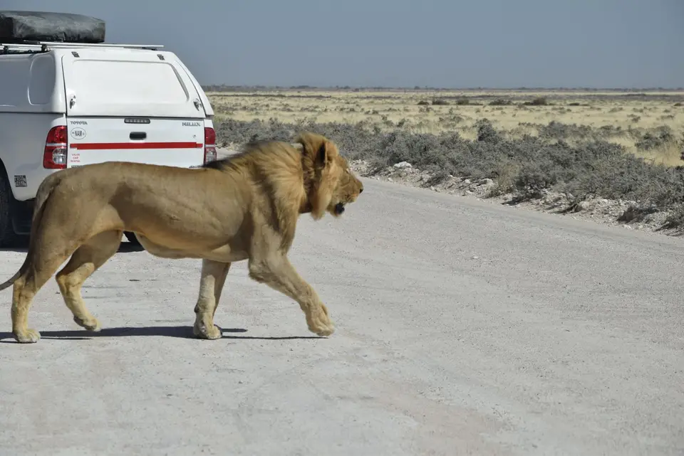 Etosha2.JPG
