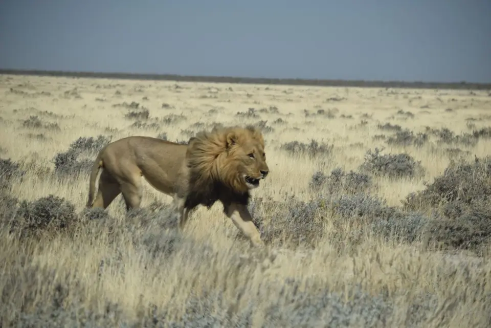 Etosha3.JPG