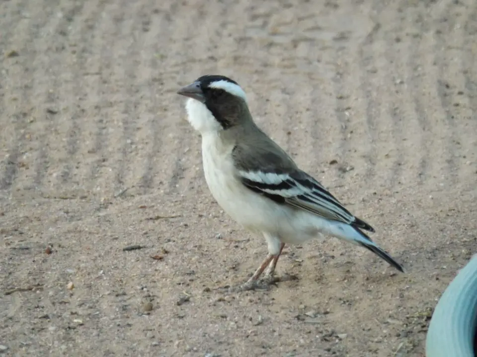 h55773aa.JPG