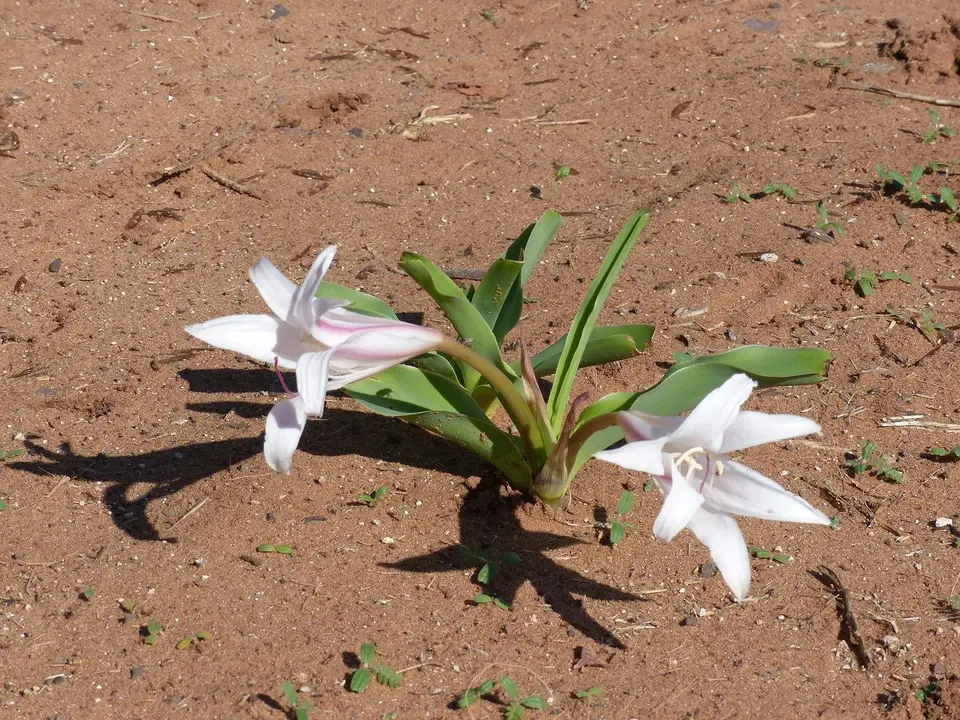 h28157d1.JPG