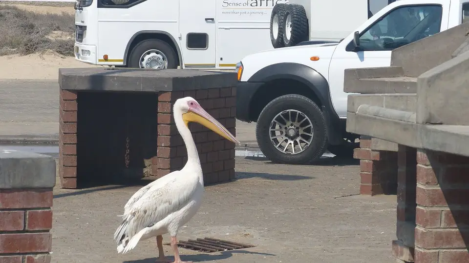 k-P1040797.JPG