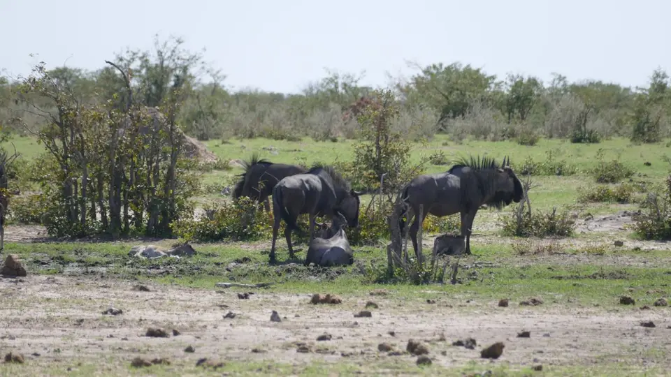 hb59aace.JPG