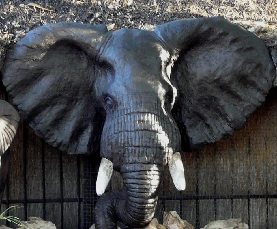Elefant.JPG