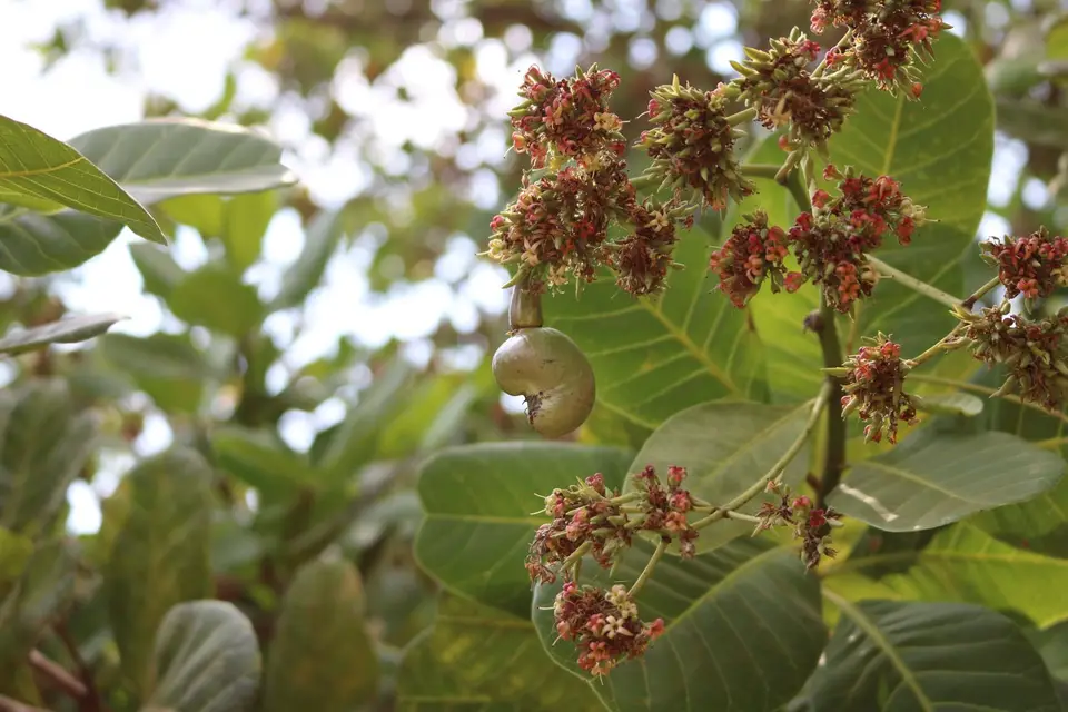 10591991-Cashewbaum.JPG