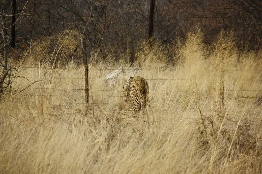 Leopard(2).jpg