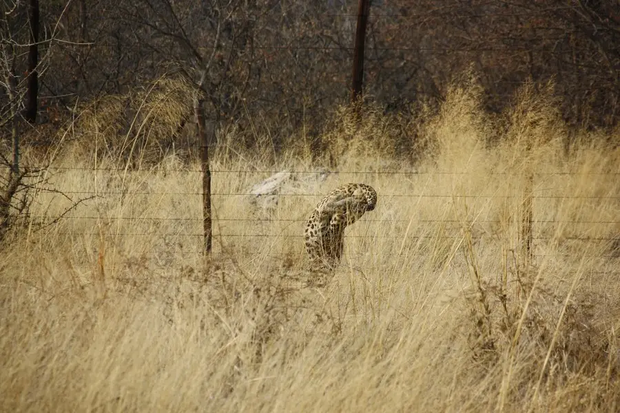 Leopard(3).jpg