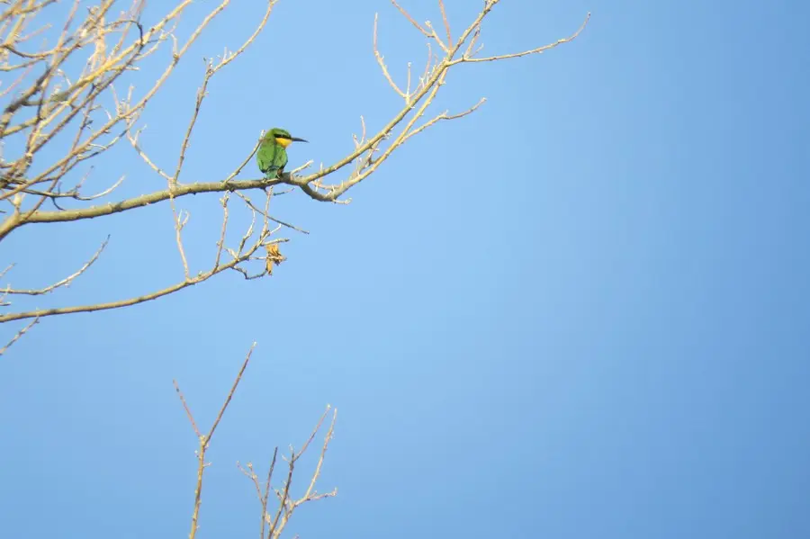 LittleBee-eater.jpg