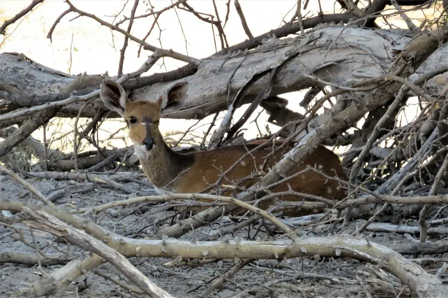 Schwarznasenimpala-2.jpg
