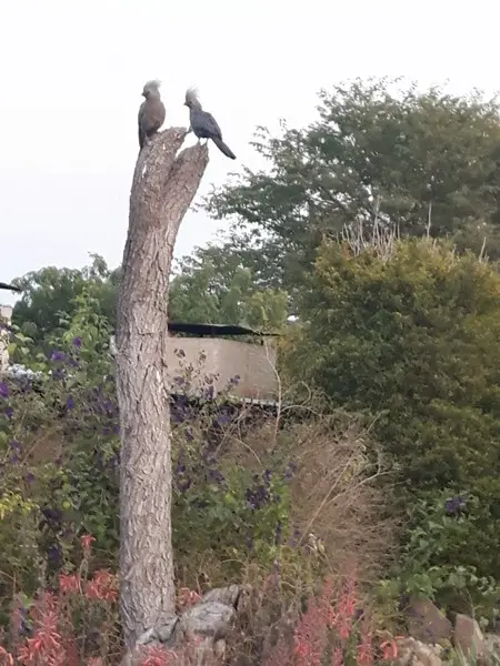 comp_20190810_072854.jpg