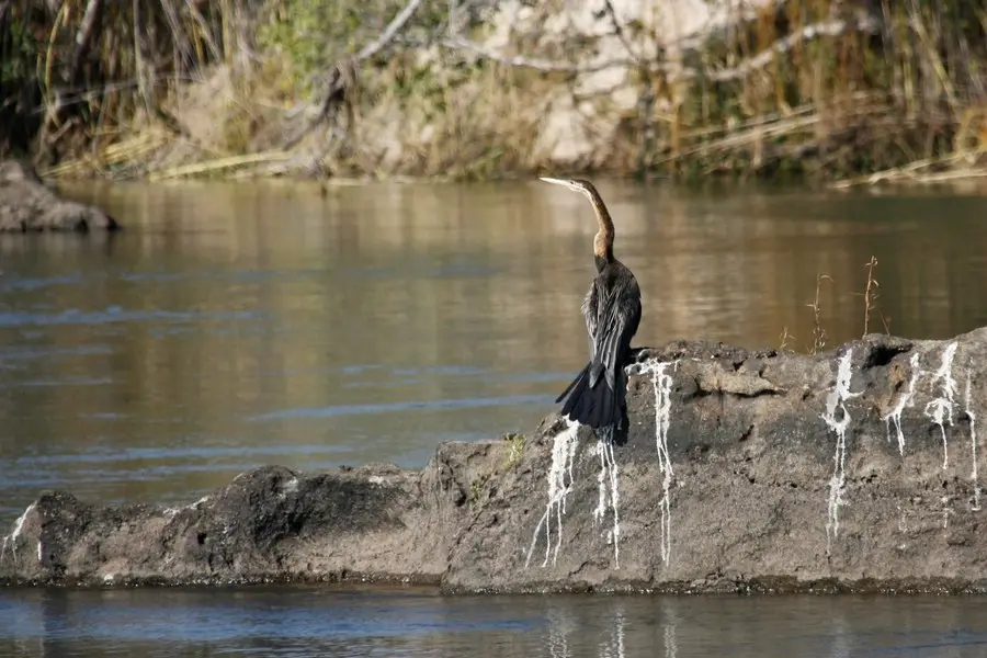 comp_AfricanDarter(7).jpgkopie.jpg