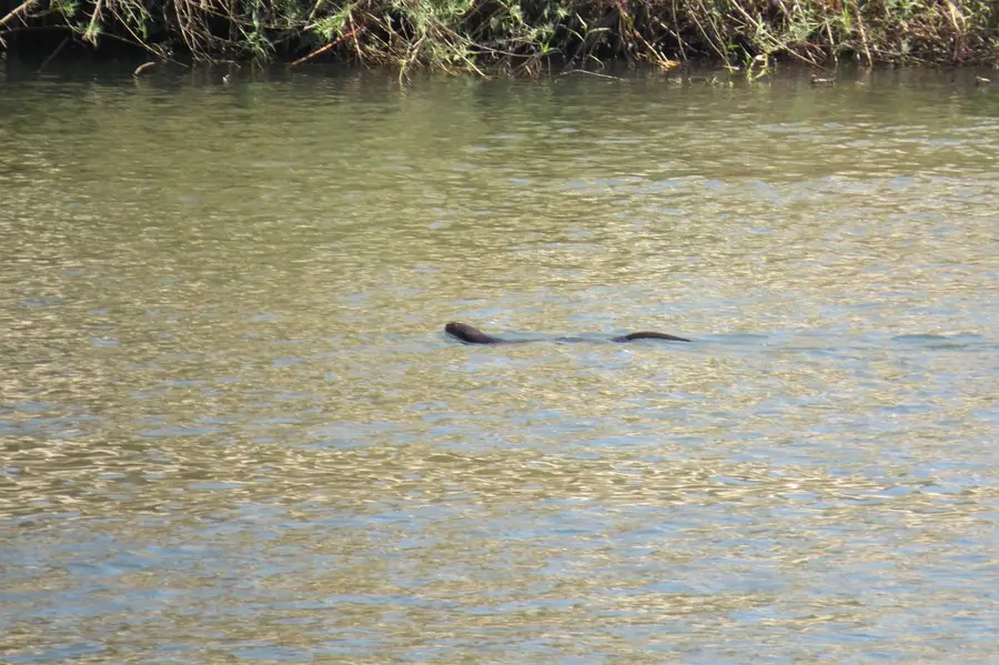 comp_Otter.jpg