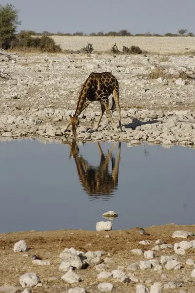 comp__MG_2654.jpg