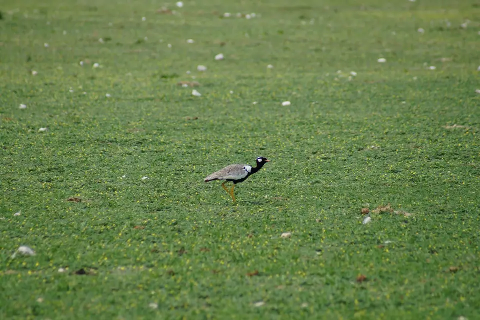 DSC00908.JPG