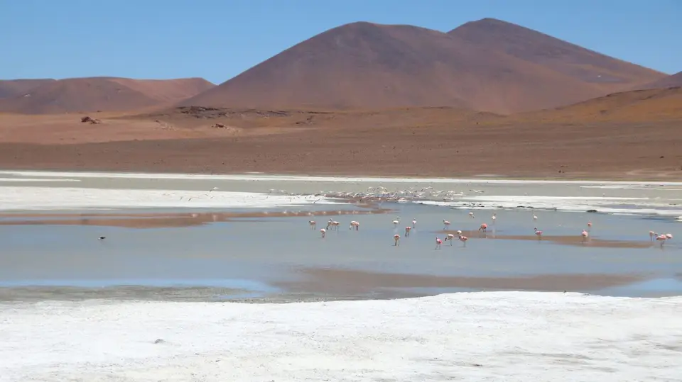 Flamingos.JPG