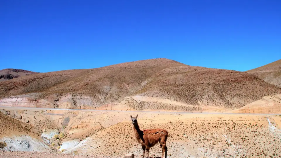 Vicuña.JPG