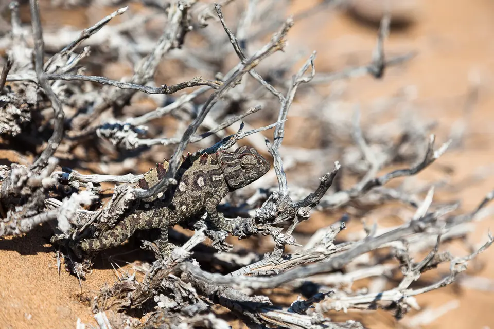Namibia2012-283.jpg