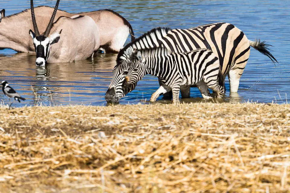 Namibia2012-473.jpg