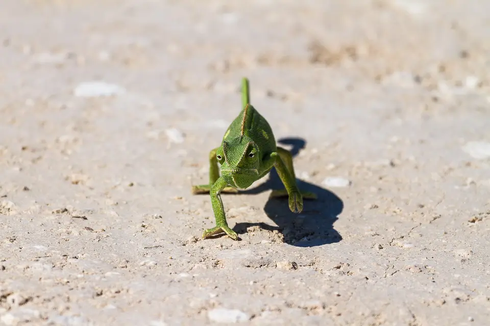 Namibia2012-478.jpg
