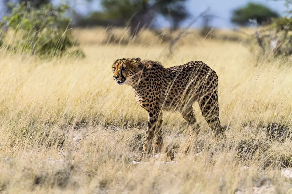Namibia2012-512.jpg