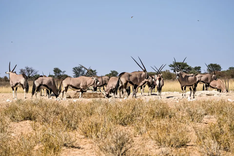 Namibia2023_20230502_OM102666-Bearbeitet.jpg