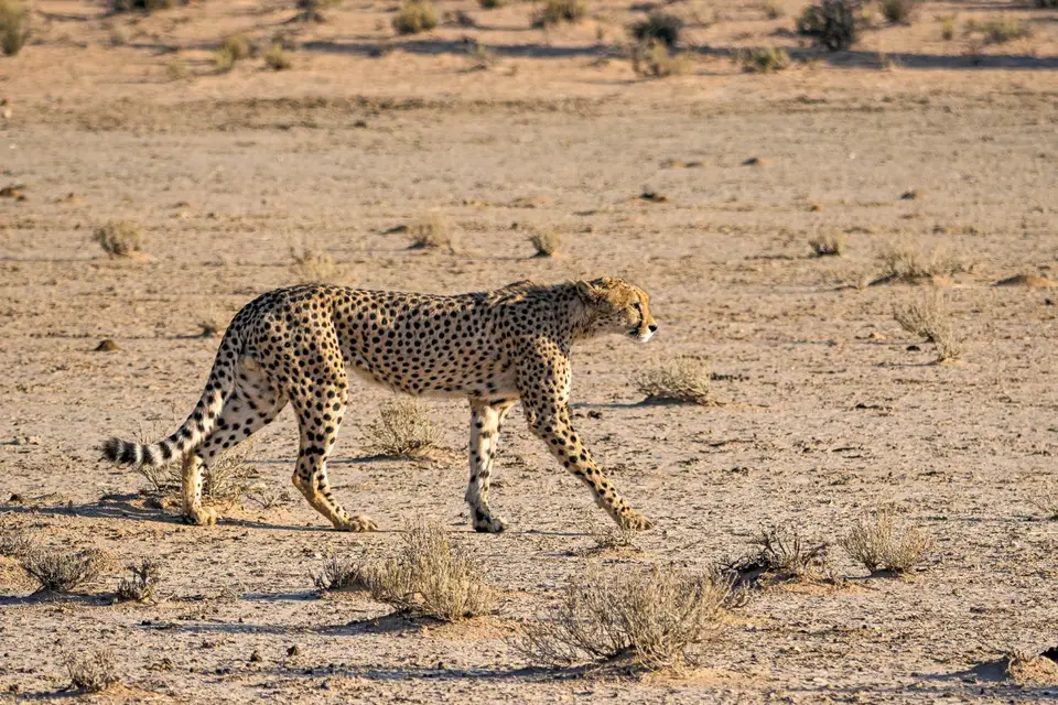 Namibia2023_20230503_OM103175-Bearbeitet.jpg