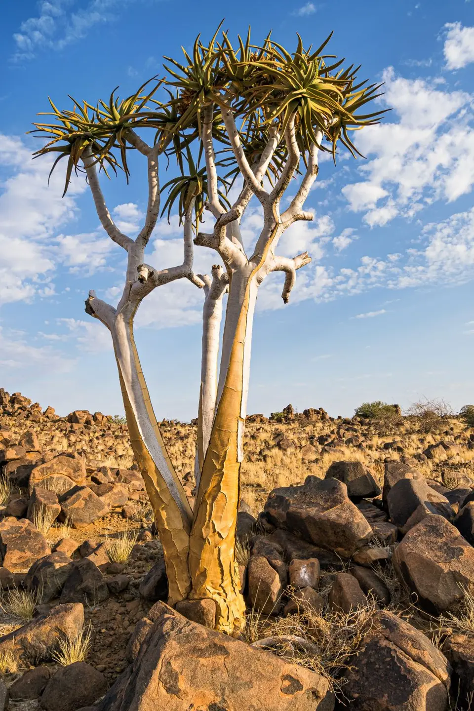 Namibia2023_20230504_OM103292-Bearbeitet.jpg