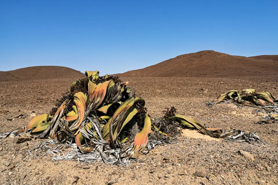 Namibia2023_20230516_M1364628-Bearbeitet.jpg