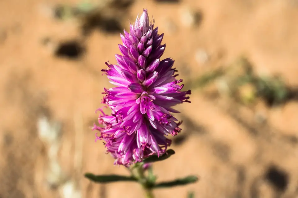 hc1316df.jpg