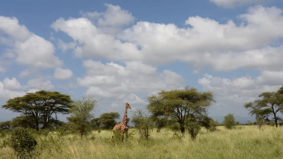 2017Kenia0009-3.jpg