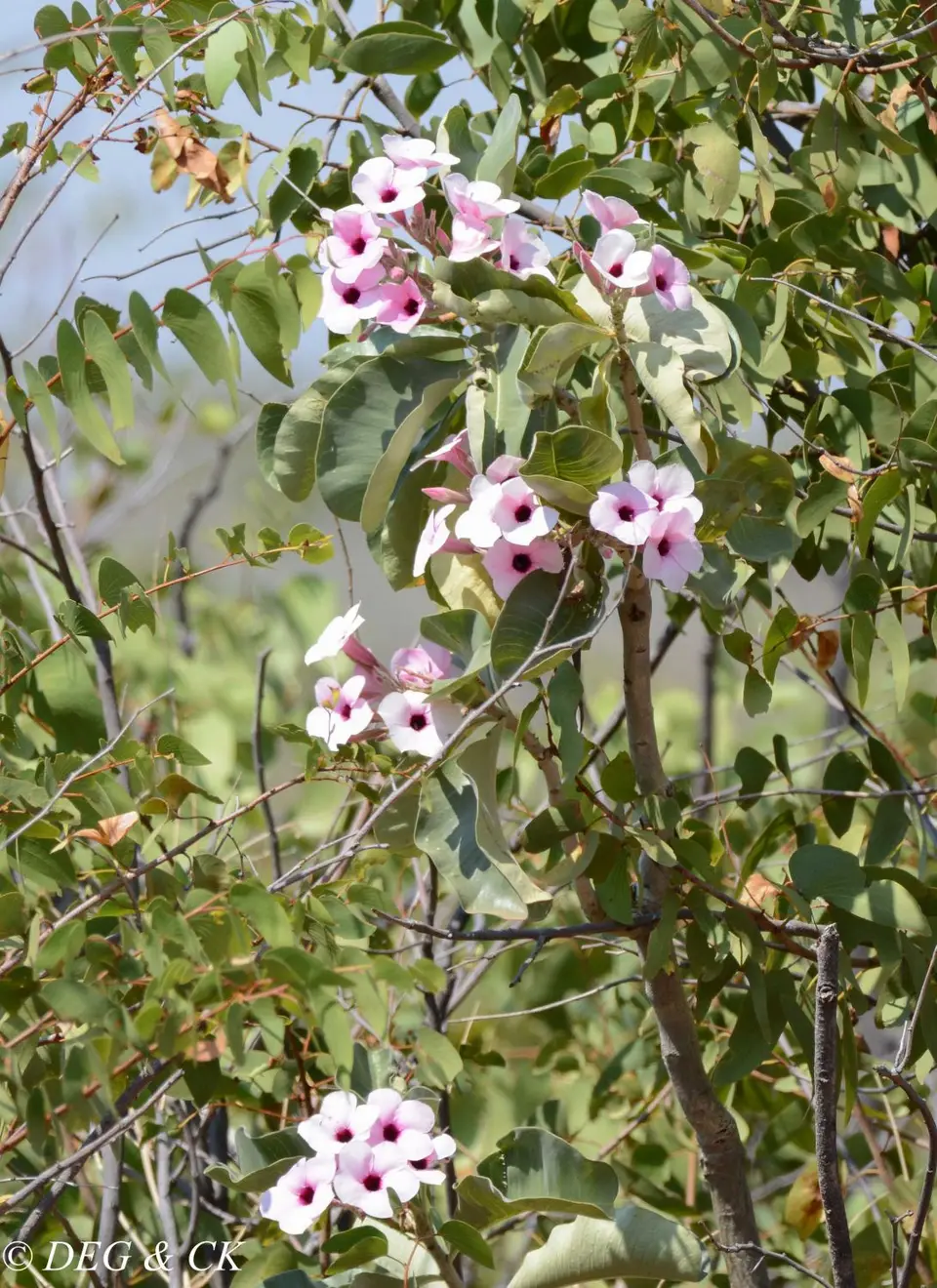 6b-NDX_7086.jpg