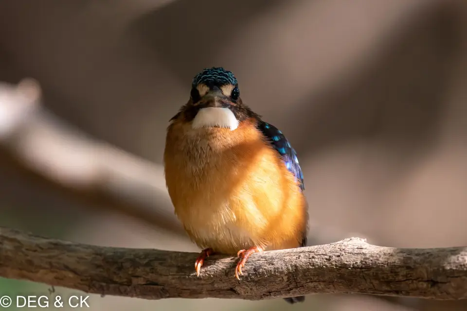 DSC_2833-2.jpg