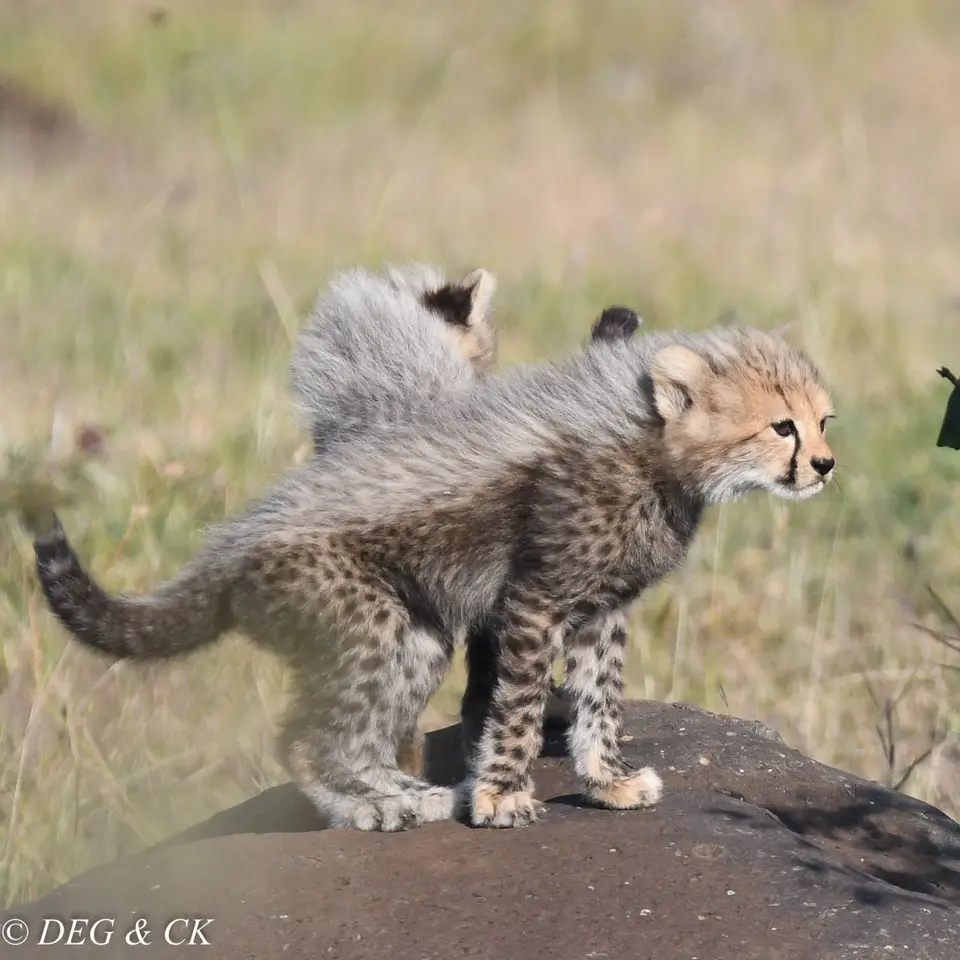 MasaiMara(2von1).jpg