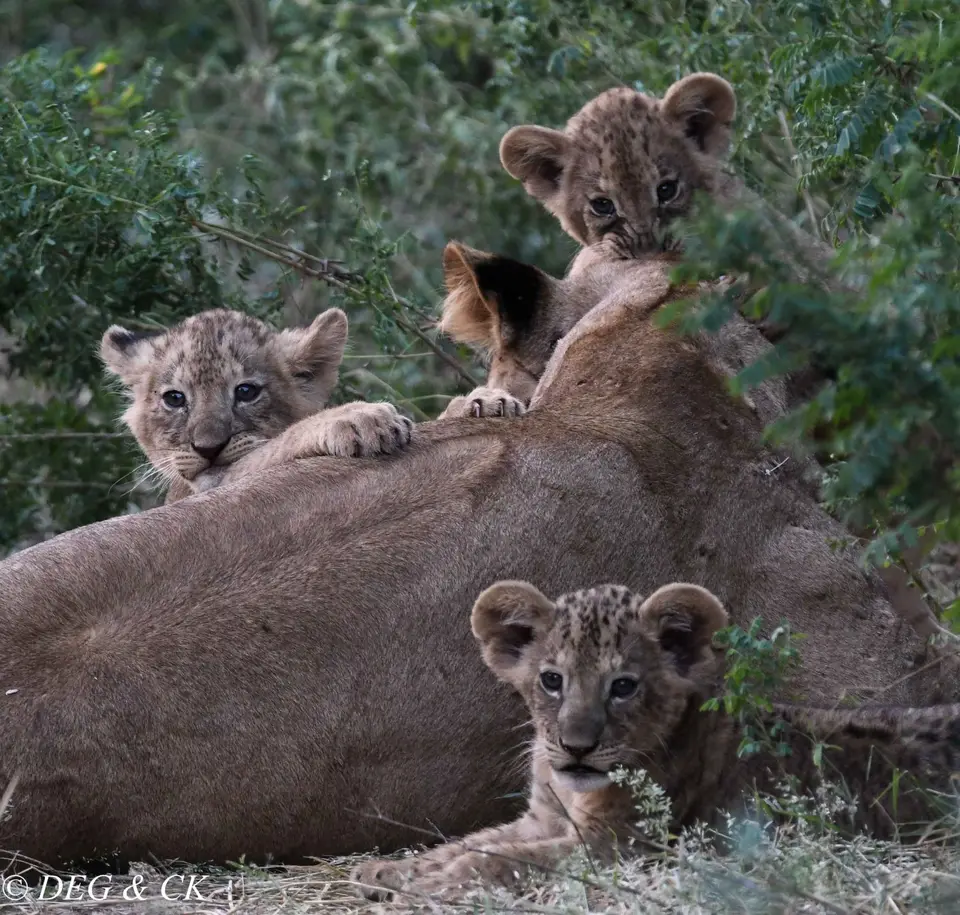 Samburu(1von1).jpg